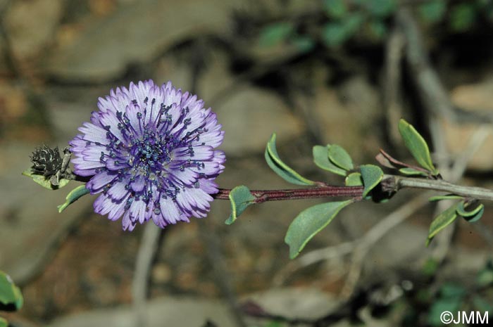 Globularia alypum