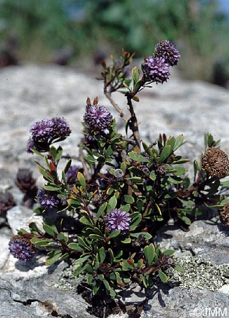 Globularia alypum