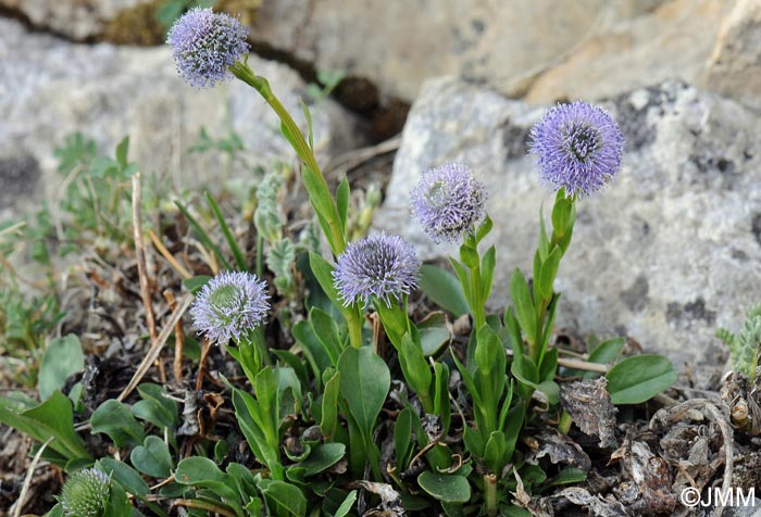 Globularia bisnagarica