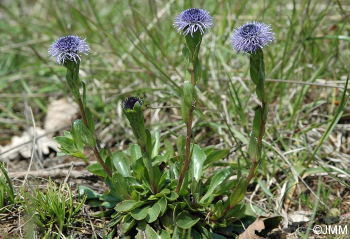 Globularia bisnagarica