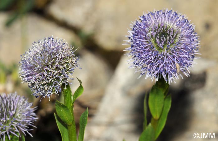 Globularia bisnagarica