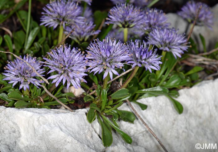 Globularia cordifolia