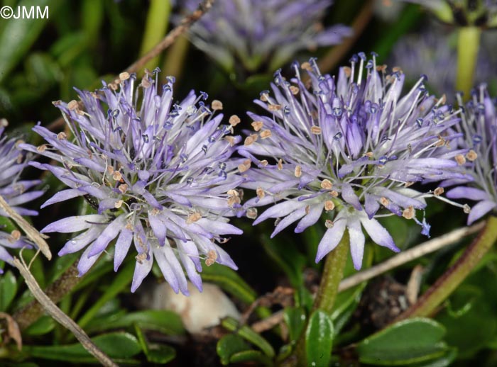 Globularia cordifolia