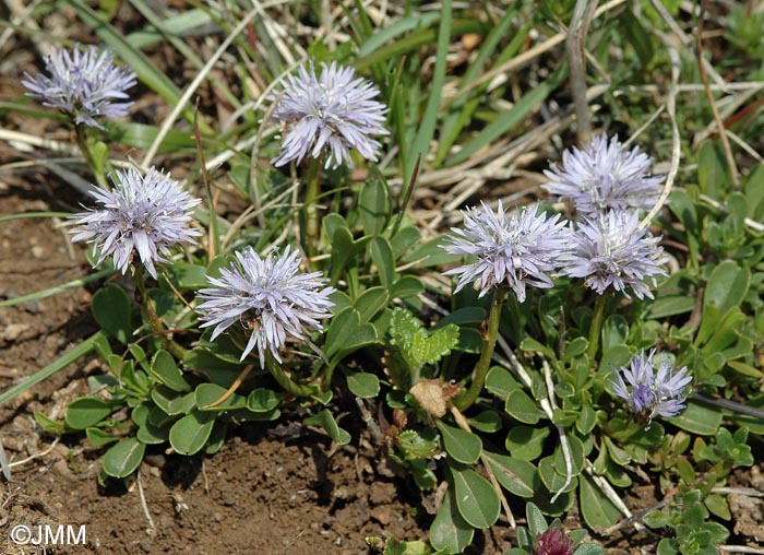 Globularia cordifolia