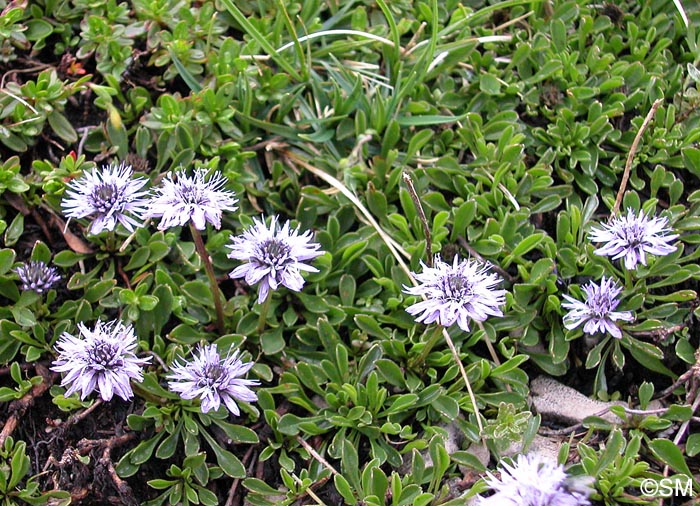 Globularia cordifolia