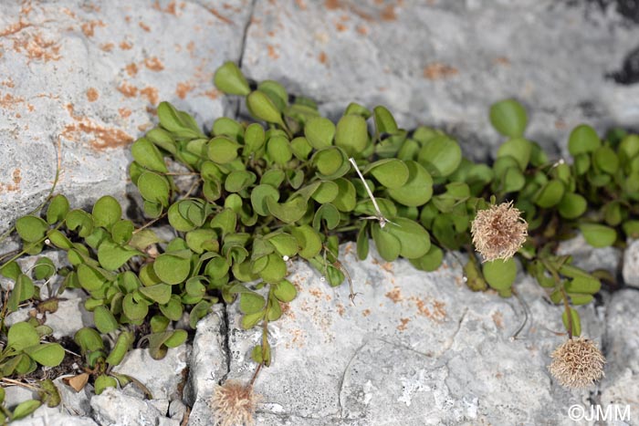 Globularia incanescens