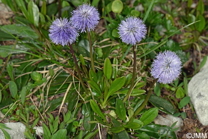 Globularia nudicaulis