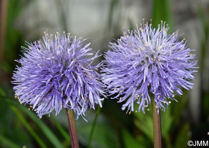 Globularia nudicaulis