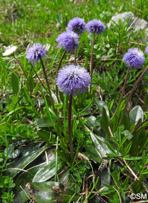 Globularia nudicaulis