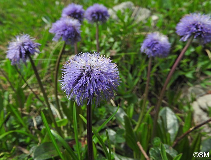 Globularia nudicaulis