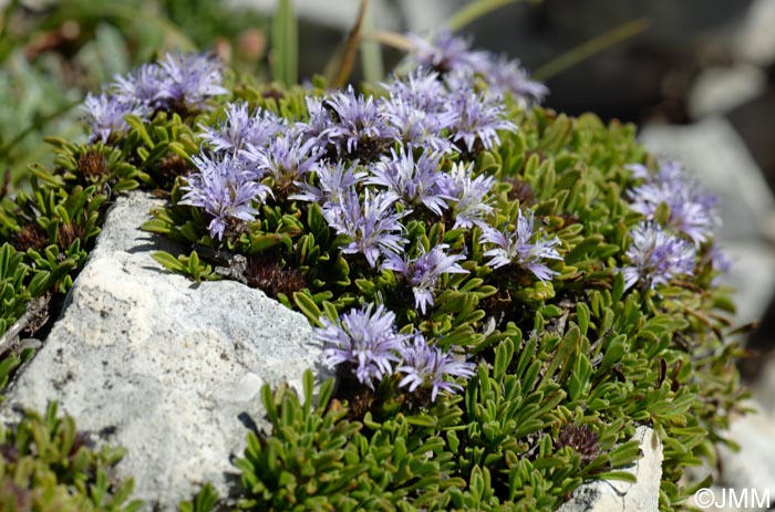 Globularia repens