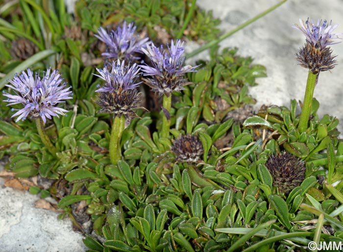 Globularia repens