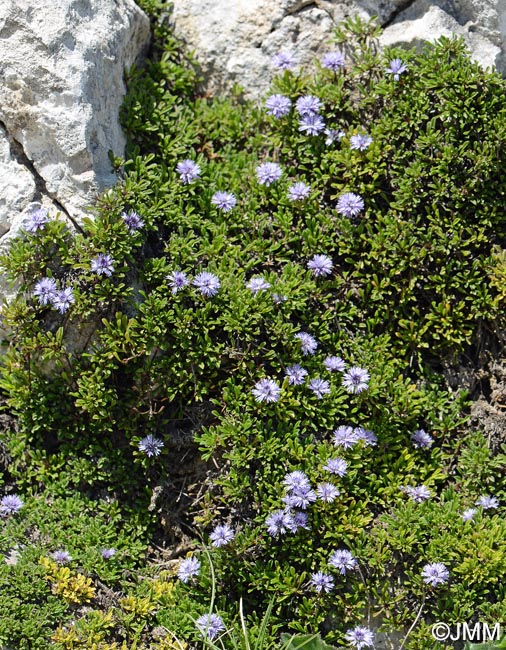 Globularia repens