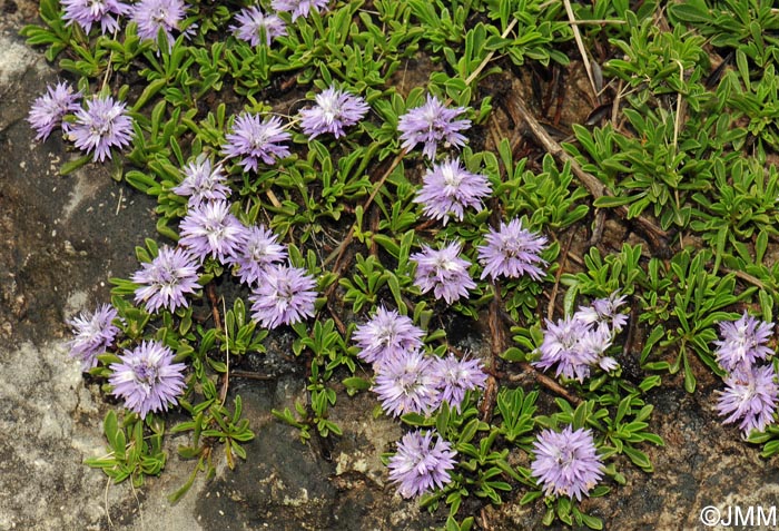 Globularia repens