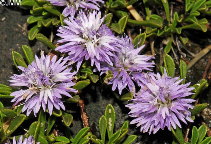 Globularia repens