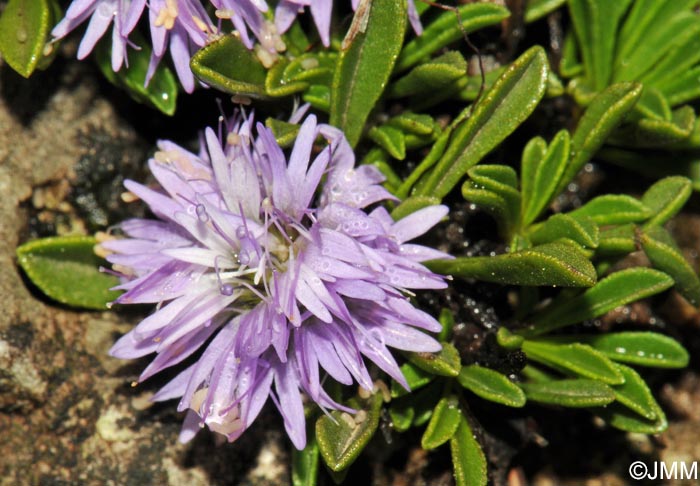 Globularia repens