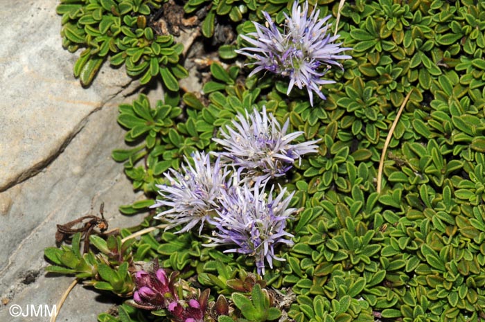 Globularia repens