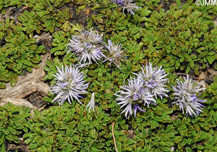 Globularia repens