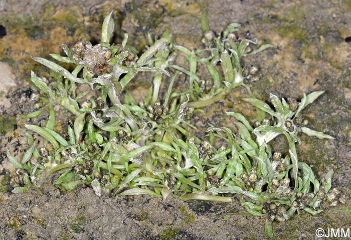 Gnaphalium uliginosum