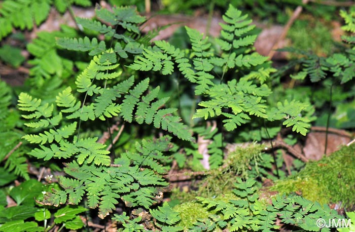 Gymnocarpium dryopteris