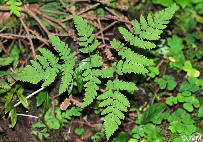 Gymnocarpium dryopteris