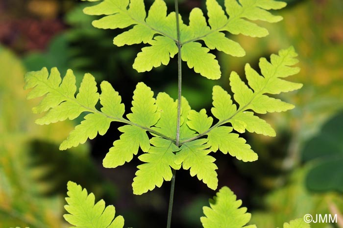 Gymnocarpium dryopteris