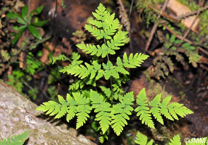 Gymnocarpium dryopteris