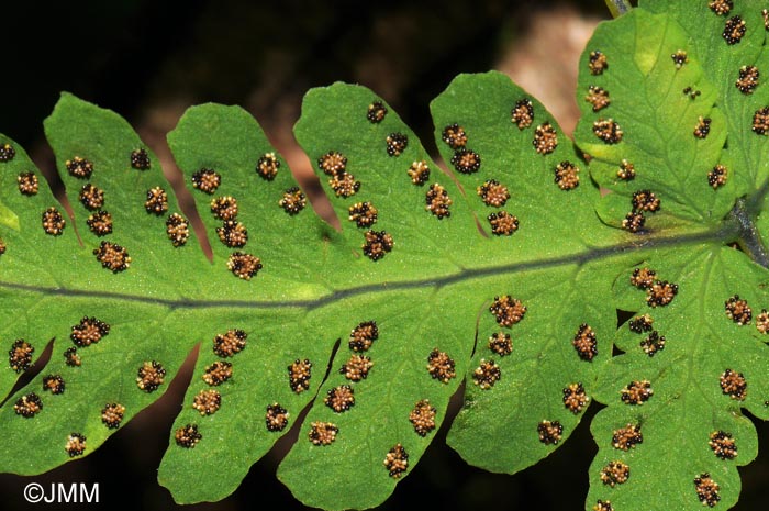 Gymnocarpium dryopteris