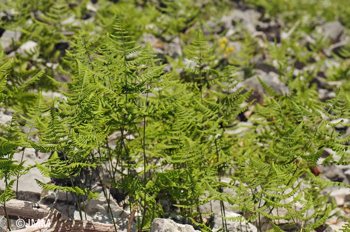 Gymnocarpium robertianum