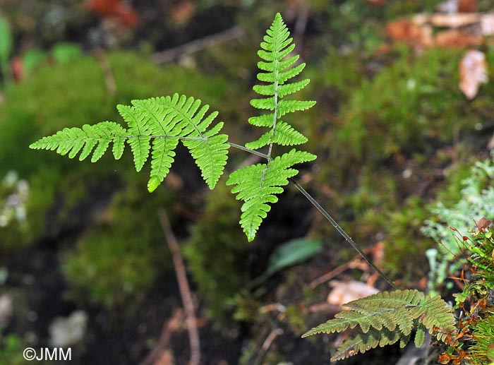 Gymnocarpium robertianum