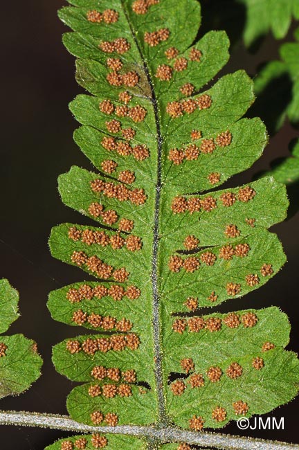 Gymnocarpium robertianum : sores