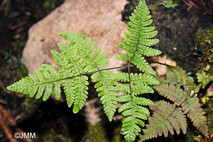 Gymnocarpium robertianum