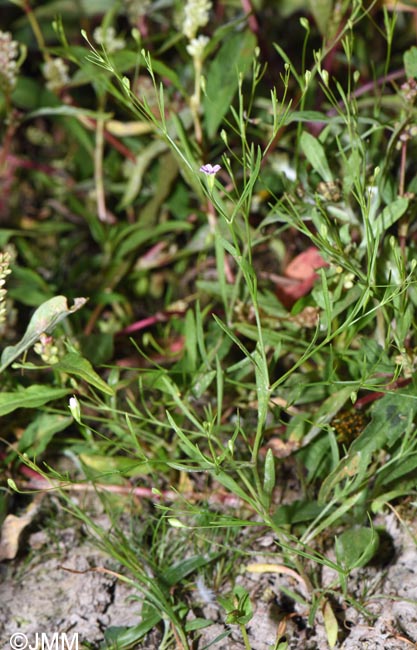 Gypsophila muralis