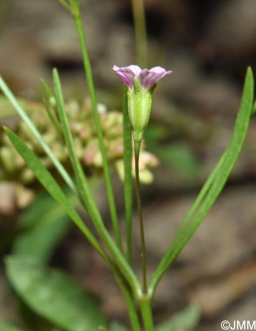 Gypsophila muralis