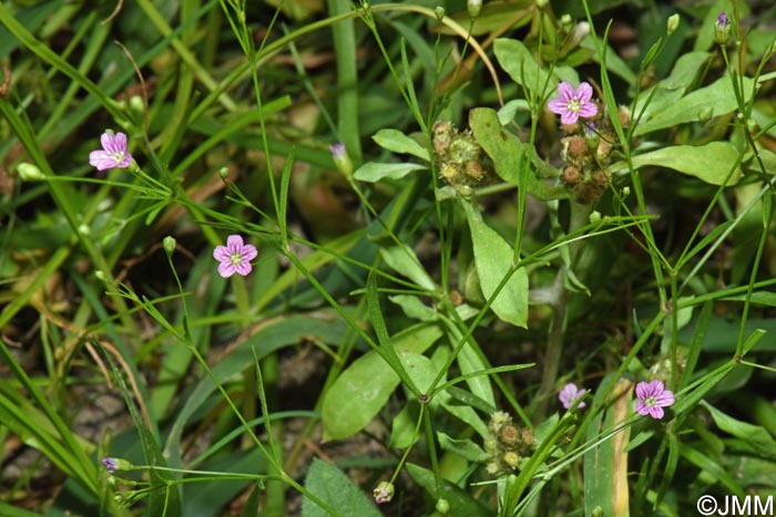 Gypsophila muralis