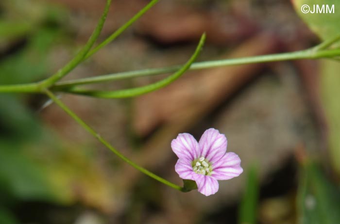 Gypsophila muralis