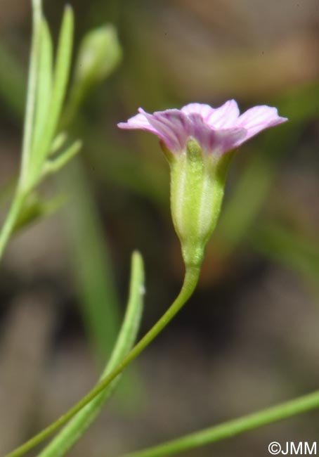Gypsophila muralis