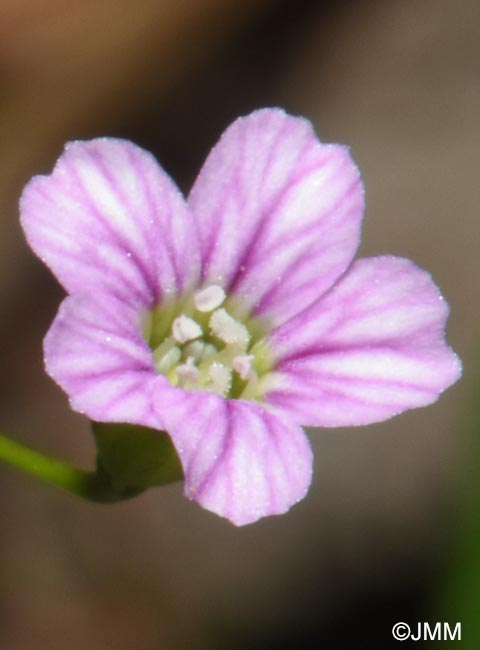 Gypsophila muralis