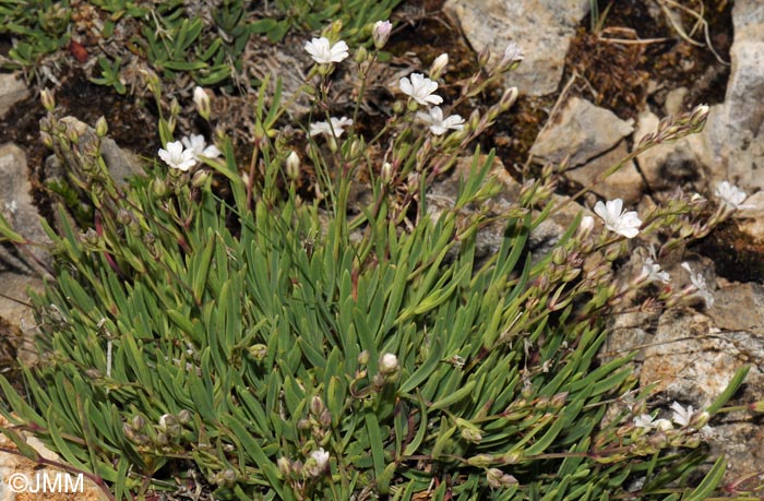 Gypsophila repens