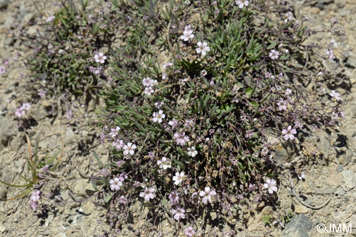 Gypsophila repens
