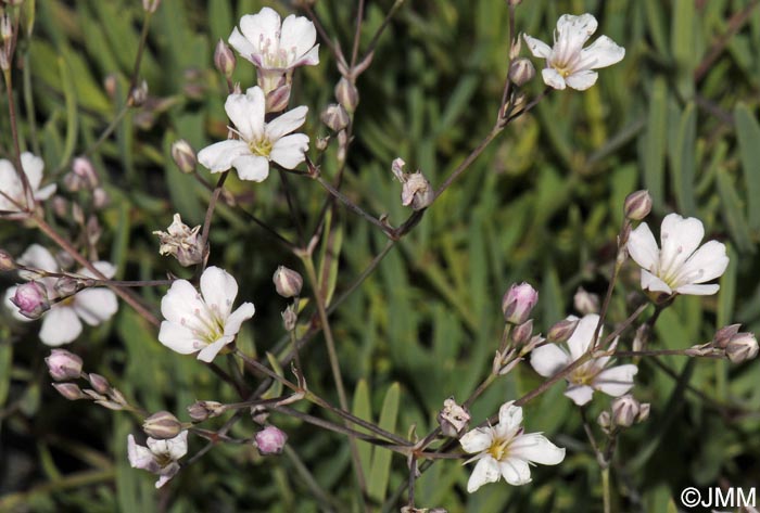 Gypsophila repens