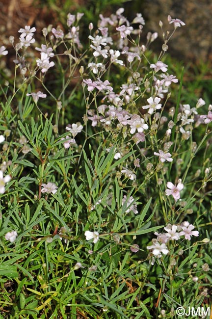 Gypsophila repens