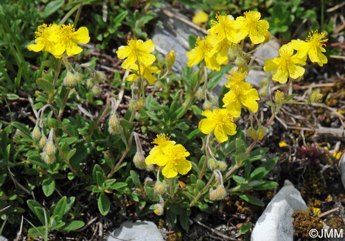 Helianthemum italicum var. alpestre = Helianthemum alpestre