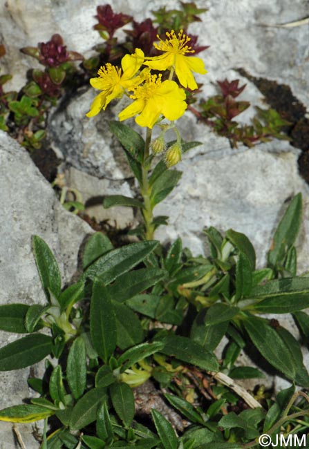 Helianthemum italicum var. alpestre = Helianthemum alpestre