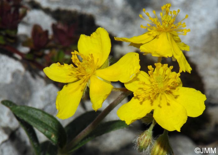 Helianthemum italicum var. alpestre = Helianthemum alpestre