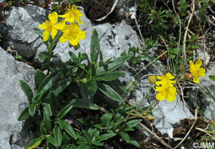 Helianthemum italicum var. alpestre = Helianthemum alpestre