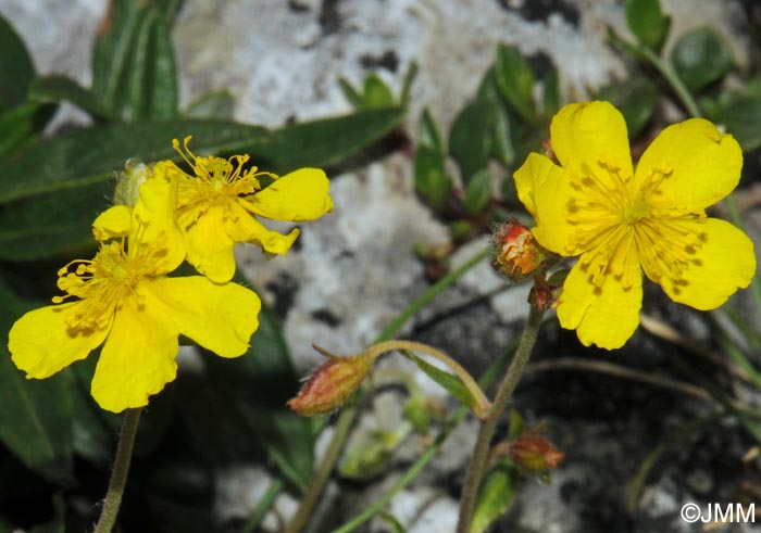 Helianthemum italicum var. alpestre = Helianthemum alpestre