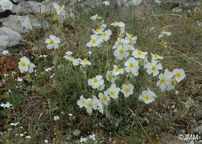 Helianthemum apenninum