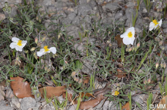 Helianthemum apenninum