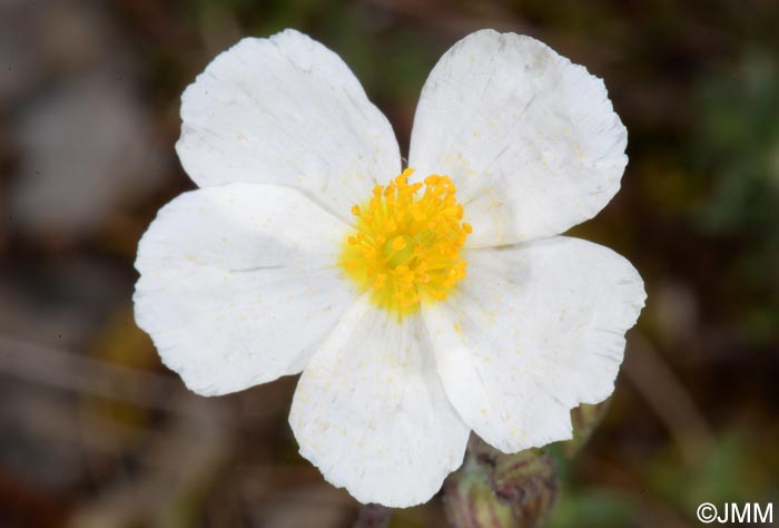 Helianthemum apenninum